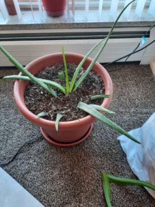 Aloe